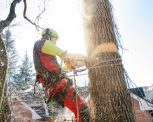 Historia och utveckling av arboristyrket