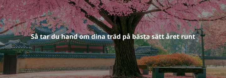 Så tar du hand om dina träd på bästa sätt året runt