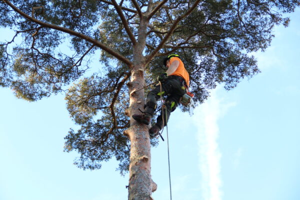 Klatrande arborist