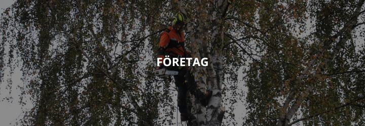 Vanliga misstag att undvika när du väljer arboristföretag